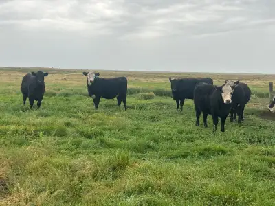 245 F1 Black Baldie, 60 F1 Black Simm, 10 Black Baldie Simm, 7 Black Angus bred heifers selling in t...