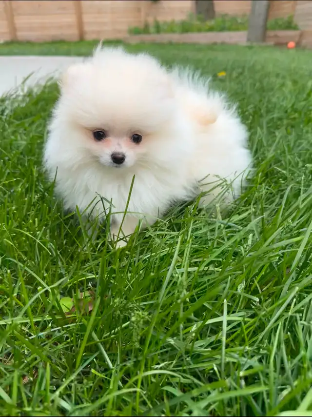 Pomeranian puppies in Dogs & Puppies for Rehoming in City of Toronto - Image 2