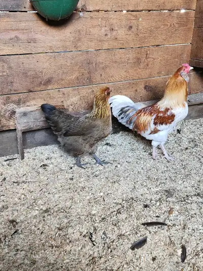 jeunes coqs mixtes, View more