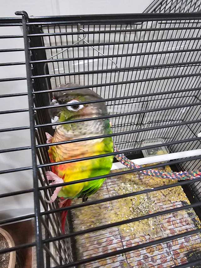 Conure 3 years old $630. Free cage in Birds for Rehoming in Edmonton - Image 2
