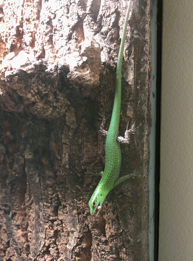 Emerald Tree Skink in Reptiles & Amphibians for Rehoming in Burnaby/New Westminster - Image 3