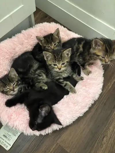 Maine coon mix kittens, View more