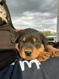4 left! Purebred Rottweiler Puppies for Sale 