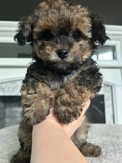 Morkiepoo Puppies, View more