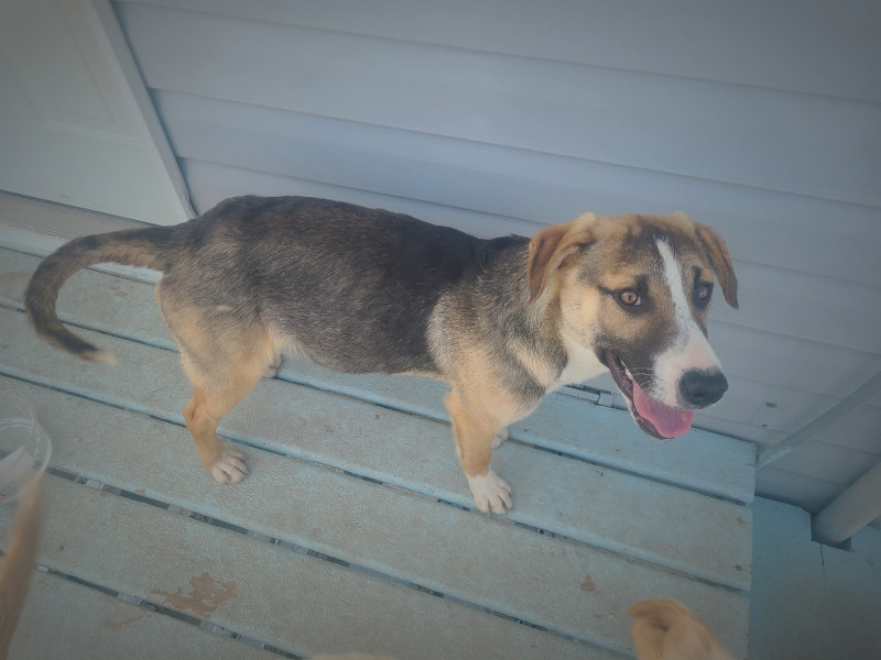 Puppie available Dogs & Puppies for Rehoming Sudbury Kijiji