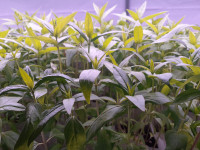 Milkweed Plants - HELP SAVE THE MONARCH BUTTERFLIES