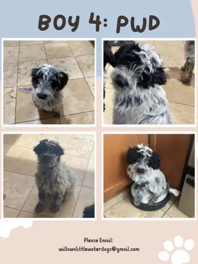 Portuguese Water Dogs Looking for their Forever Homes!, View more