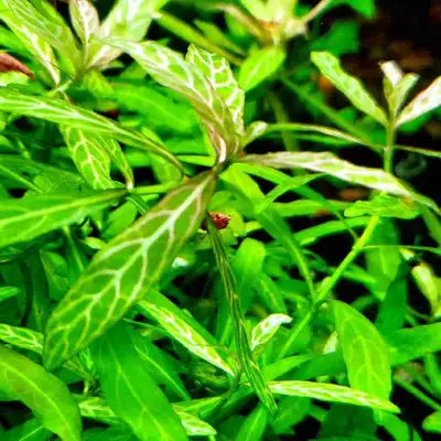 Hygrophila polysperma rosanervig , View more