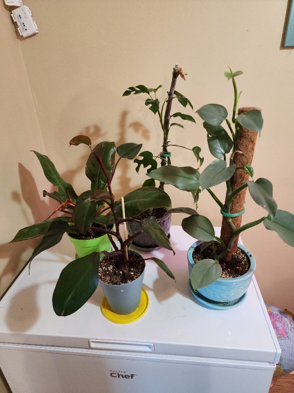Variety of plants for sale Other Saskatoon Kijiji