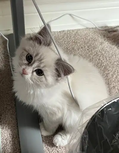 Pure Siberian kittens , View more