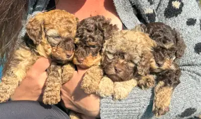 Adorable toy poodles looking for their forever homes. 1 male and 1 female available Hypoallergenic R...