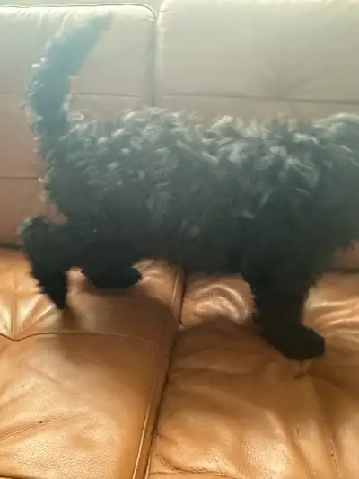 3 Month Old Doodle Puppy, View more