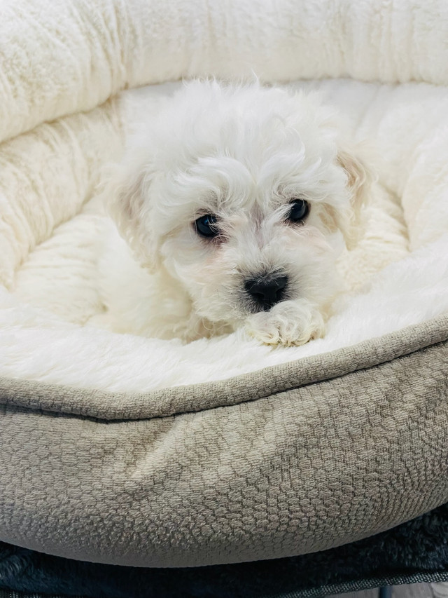 White Maltipoo Pup in Dogs & Puppies for Rehoming in City of Toronto - Image 2
