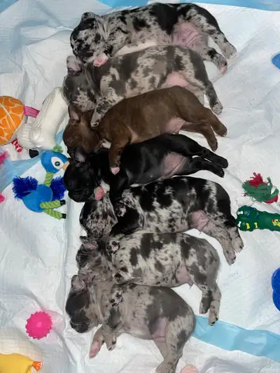 Frenchton Puppies Looking for Forever Homes, View more
