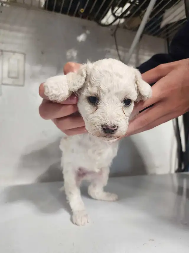 Small Poodles in Animal & Pet Services in Grande Prairie - Image 5