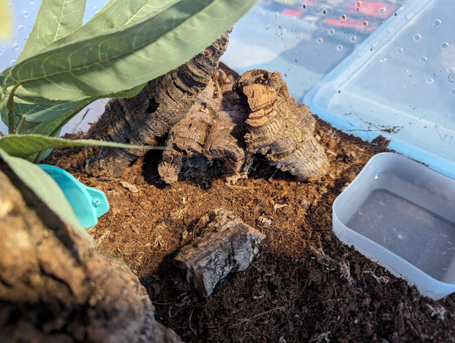 Brazilian Blue Tarantula with enclosure in Other Pets for Rehoming in Edmonton - Image 3