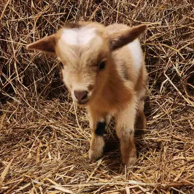 Nigerian Dwarf Goat Kids Available – Doelings, Bucklings & Wethers 15 to choose from We have Nigeria...