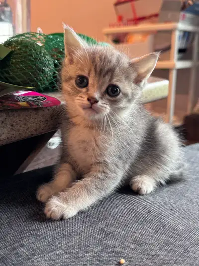 kitten/chaton for rehoming, View more