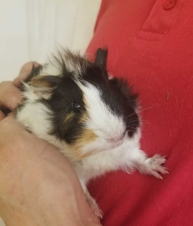 Baby guineapig girl  in Small Animals for Rehoming in City of Toronto - Image 2