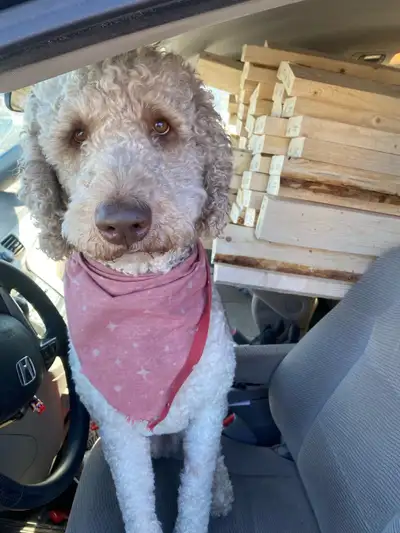 Standard poodle breeding pair , View more