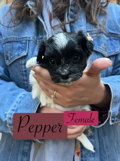 Yorky Havanese mixed puppies ONLY ONE LEFT, View more