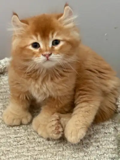 Sweetest Mohave Bob/Highland Lynx Kittens, View more