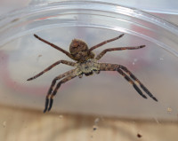 Cameroon Giant Crab Spiders!