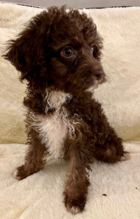 Hypoallergenic Poodle X: huge discount on this litter