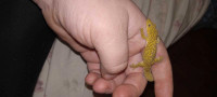 Bauer chameleon gecko sale/trade