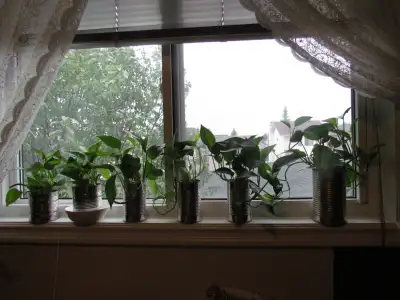 Beautiful Golden Pothos and Hawaiian Pothos flower mix in a 680m, View more