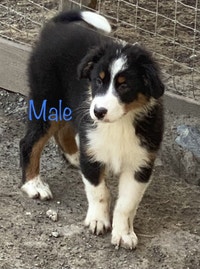 Australian Shepherd Puppies 