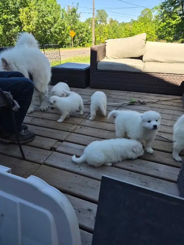 samoyed puppies in Dogs & Puppies for Rehoming in Sudbury - Image 3
