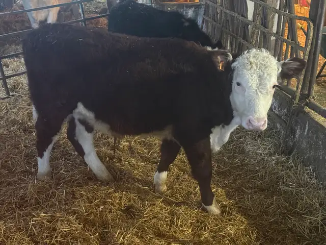 black angus steer and 2 Hereford bulls in Livestock in Stratford - Image 7