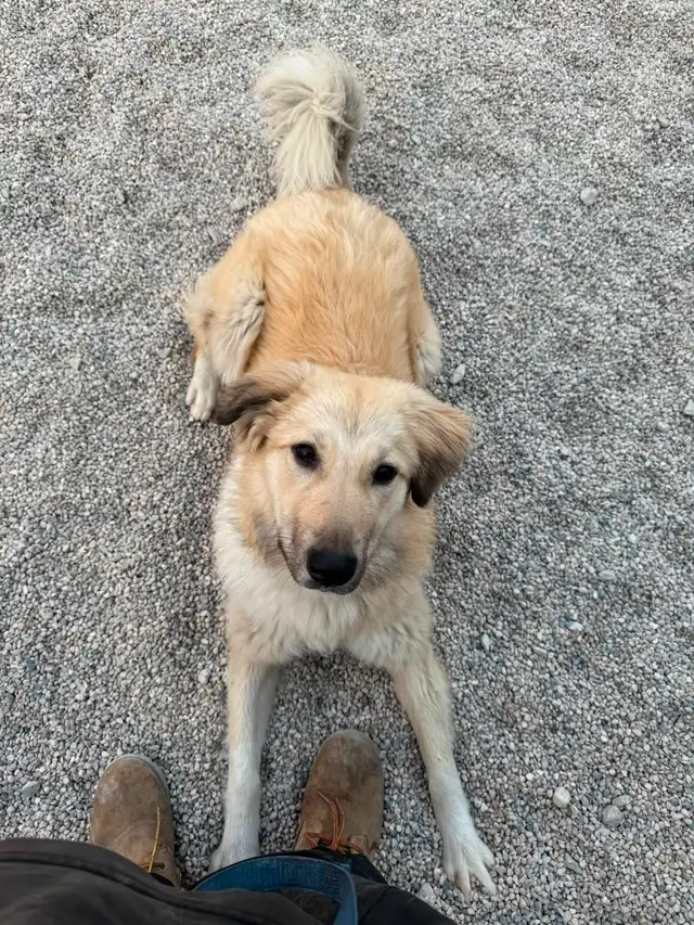 Dogs for Adoption in Dogs & Puppies for Rehoming in Winnipeg - Image 6