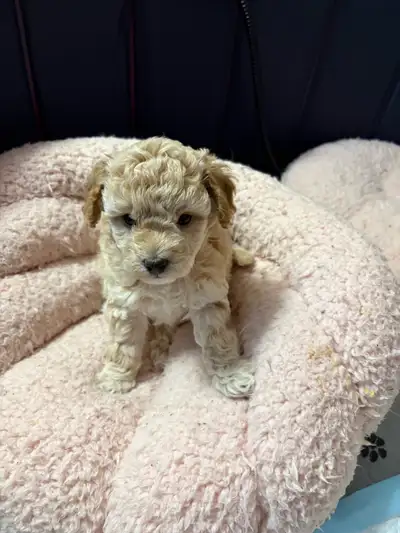 cuddly small mixed Poodle puppies , View more