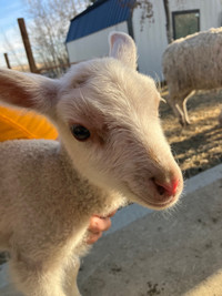 Orphan lamb ( bottle fed) 