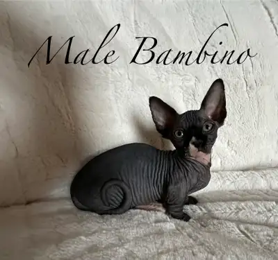 Bambino Sphynx Kittens, View more