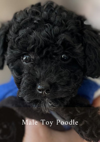 Purebred Toy Poodle Puppies