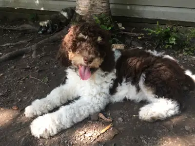 gorgeous Bernedoodle pups,2 pups available!, View more