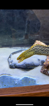 Freshwater tiger moray eel 