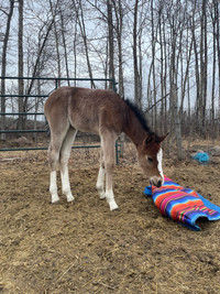 Mare and Foal