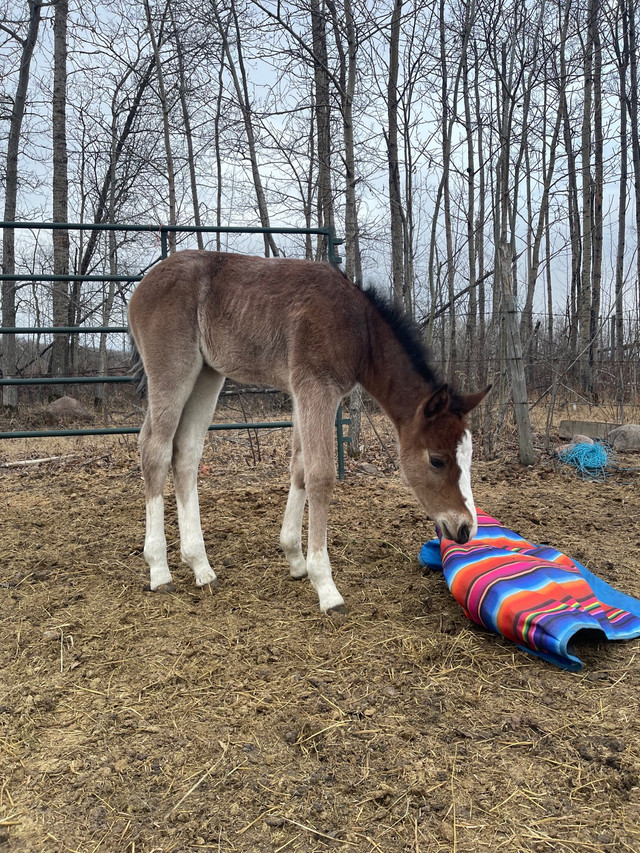 Mare and Foal in Horses & Ponies for Rehoming in La Ronge