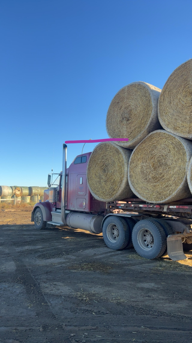 2023 barley straw  in Livestock in Saskatoon