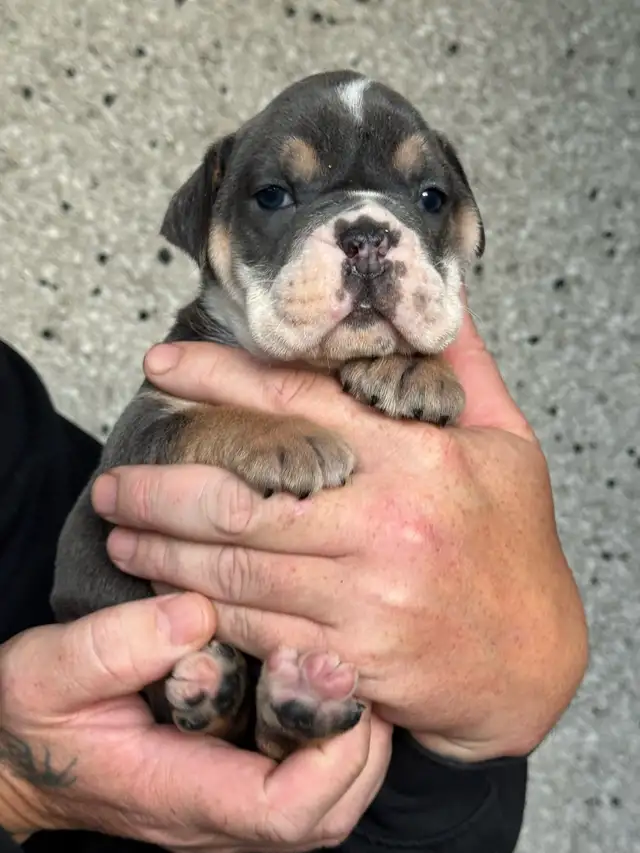 olde English bulldog/ olde bulldog bulldogge in Dogs & Puppies for Rehoming in Delta/Surrey/Langley - Image 8