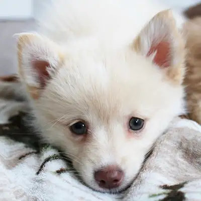 pomsky puppies *last one *, View more