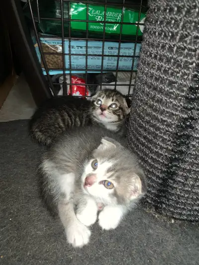 Scottish Fold kitten/ Chatton Ecosse plier, View more