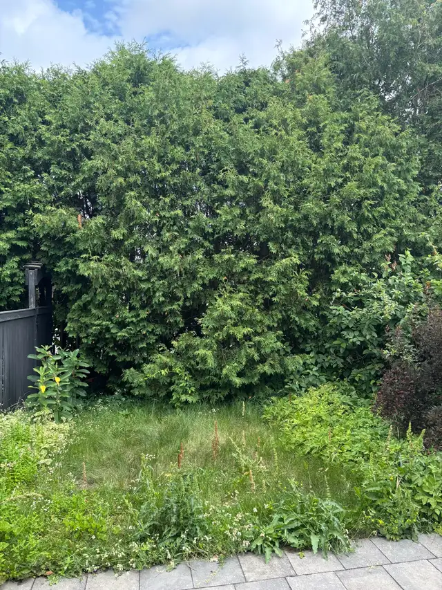 Window clean/Hedge Trimming & Property Maintenance63735895501571124