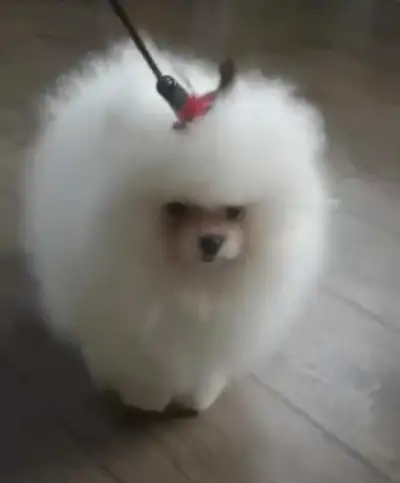 Tiny toy Pomeranian female, View more