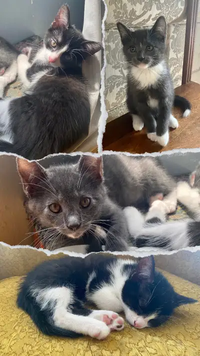 Update 2 Kittens left ready to go to their forever home. They are used and get along with cats, dogs...