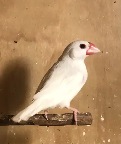 JAVA finches for sale, View more